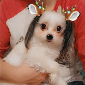 Meet your Posher, Amber